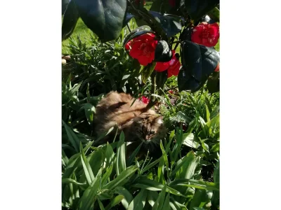 Holiday house Medemschipper - Outdoor photo 6