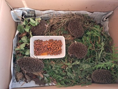 Holiday house Medemschipper - Document photo 40