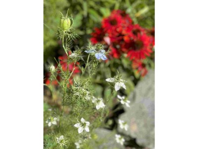 Holiday apartment Scheiber Barbara Holiday Apartment - Outdoor photo 8