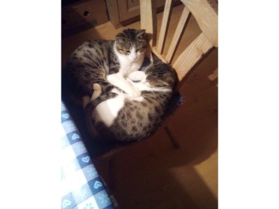 Holiday apartment Koanzhof 4 pers. - Outdoor photo 8