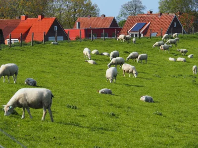 Holiday apartment Villa Wattenmeer - Outdoor photo 6