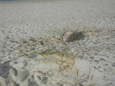 Holiday apartment Villa Wattenmeer - Environment photo 35