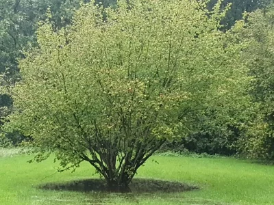 Holiday apartment Villa Wattenmeer - Environment photo 37