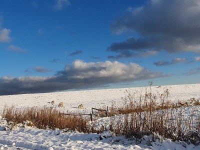 Holiday apartment Villa Wattenmeer - Environment photo 39