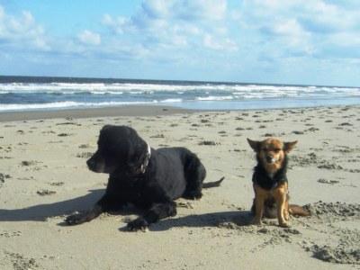 Holiday apartment Villa Ockenburgh - Environment photo 17