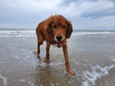 Holiday apartment Villa Ockenburgh - Environment photo 25