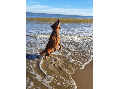 Holiday apartment Villa Ockenburgh - Environment photo 26