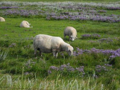 Holiday apartment Floto - Environment photo 15