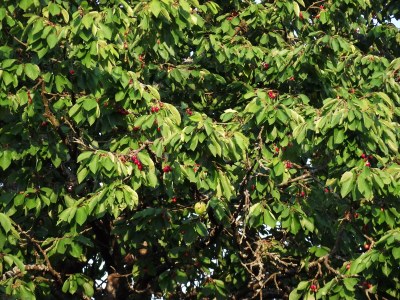 Holiday house XXL holiday house in the Sauerland - Outdoor photo 3