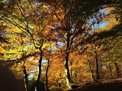 Holiday house XXL holiday house in the Sauerland - Environment photo 22