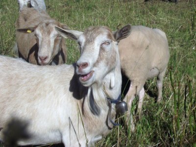 Holiday house XXL holiday house in the Sauerland - Environment photo 23