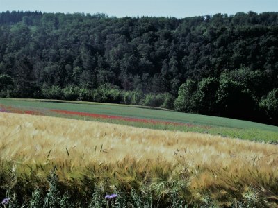 Holiday house XXL holiday house in the Sauerland - Environment photo 24