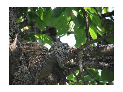 Holiday house XXL holiday house in the Sauerland - Environment photo 25