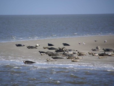 Bungalow Luxury bungalow on Texel - Environment photo 20