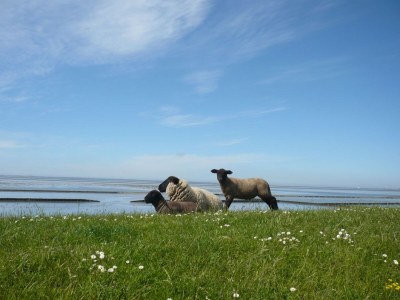 Holiday apartment Über'm Deich - Environment photo 18