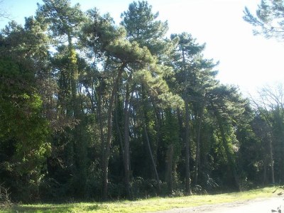 Holiday apartment Casa Furrer "C" Tirrenia - Environment photo 16