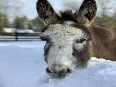 Holiday house Seepark Heidenholz, Plau am See - Environment photo 22