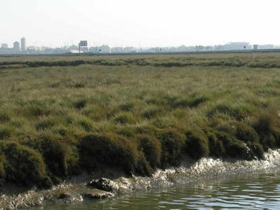 Holiday house Sunny Terrace Near Beach - Environment photo 37