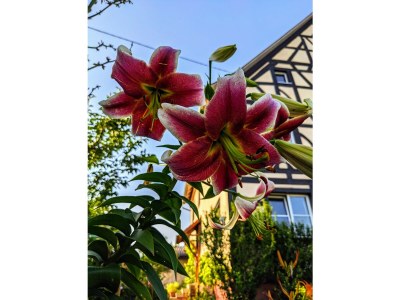 Holiday apartment Villa Salem - Outdoor photo 5