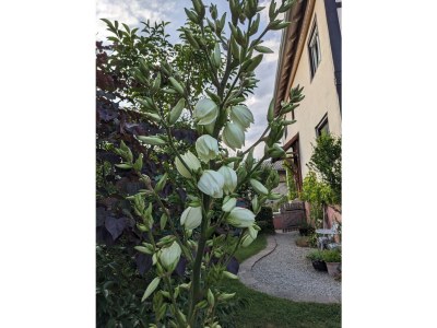 Holiday apartment Villa Salem - Outdoor photo 6