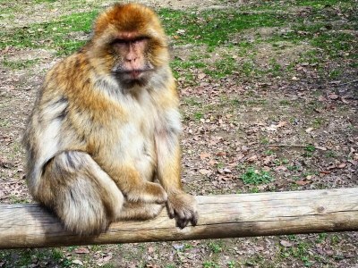 Holiday apartment Villa Salem - Environment photo 26