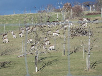 Holiday apartment Villa Salem - Environment photo 29