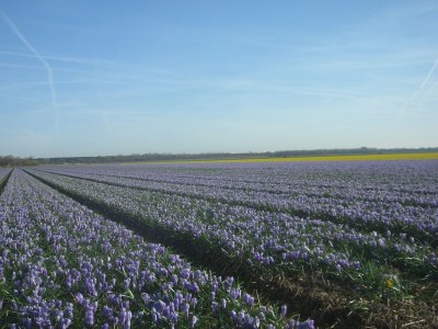 Bungalow Seestern Nr. 59 - Environment photo 31