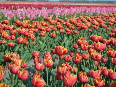 Holiday house Bungalowpark Geestmerambacht - Rekerlanden 205 - Environment photo 22