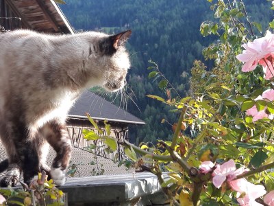 Holiday apartment for 4 guests - Environment photo 30