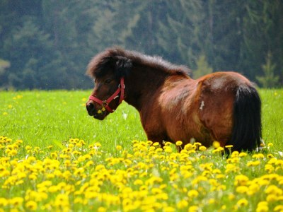 Farmhouse "Hofglück" holiday apartment on the farm - Outdoor photo 5