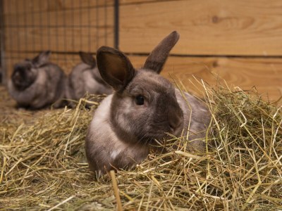 Farmhouse "Hofglück" holiday apartment on the farm - Outdoor photo 12