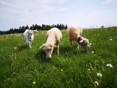 Farmhouse "Hofglück" holiday apartment on the farm - Outdoor photo 18