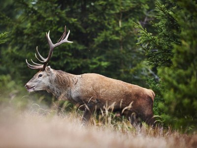 Farmhouse "Hofglück" holiday apartment on the farm - Environment photo 36