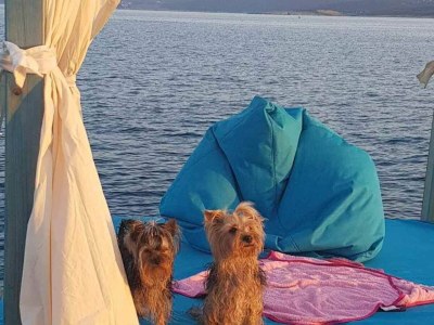 Apartment Villa Mery - Bedroom with Balcony and Sea View - 6 - Outdoor photo 21