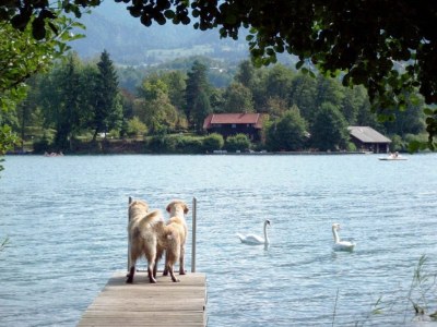 Holiday house in idyllic woods at Faaker Lake - Environment photo 9