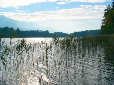 Holiday house in idyllic woods at Faaker Lake - Environment photo 10