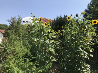 Holiday house Steinhaus - Environment photo 21