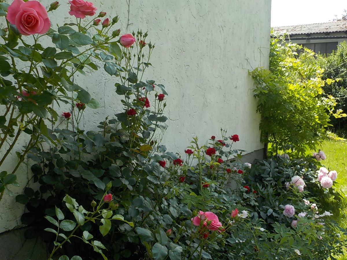 Holiday apartment Hilmer - Outdoor photo 2