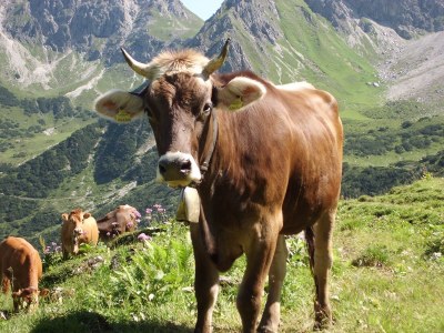 Holiday apartment Alma im Hoefle - Environment photo 17