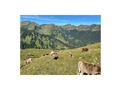 Holiday apartment Alma im Hoefle - Environment photo 18