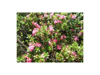 Holiday apartment Alma im Hoefle - Environment photo 19