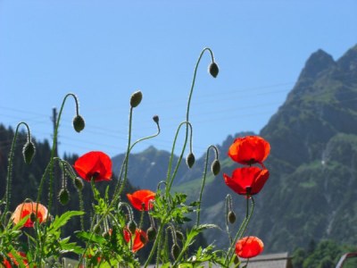 Holiday apartment Zilly im Hoefle - Environment photo 21