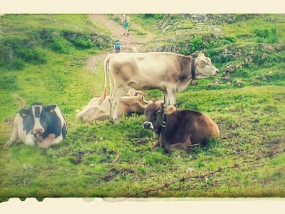 Holiday apartment Walserglück - Environment photo 16