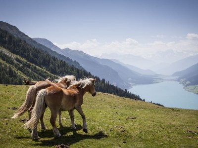 Holiday apartment 1 in House Wolf - Environment photo 14