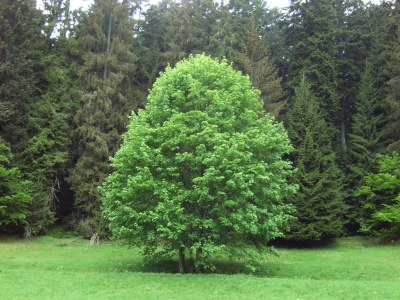 Holiday apartment House Volz - Environment photo 22