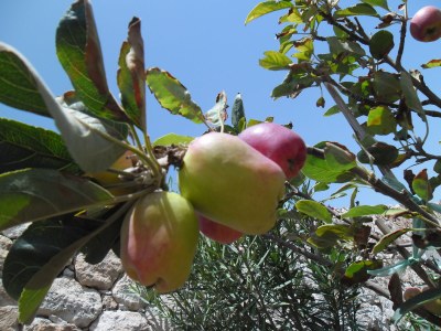 Chalet Villa Julia - Environment photo 19