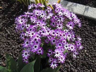 Chalet Villa Julia - Environment photo 20