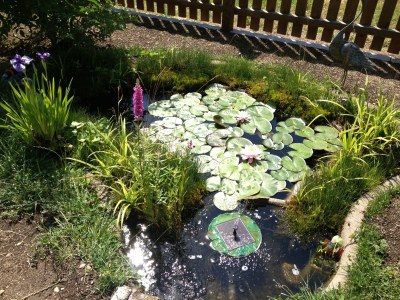 Holiday apartment Rosengarten in the holiday home Carola - Outdoor photo 7