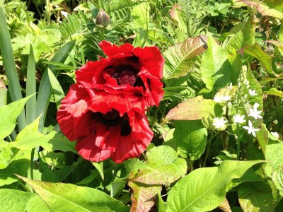 Holiday apartment Rosengarten in the holiday home Carola - Outdoor photo 8