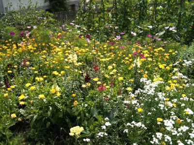 Holiday apartment Rosengarten in the holiday home Carola - Environment photo 24